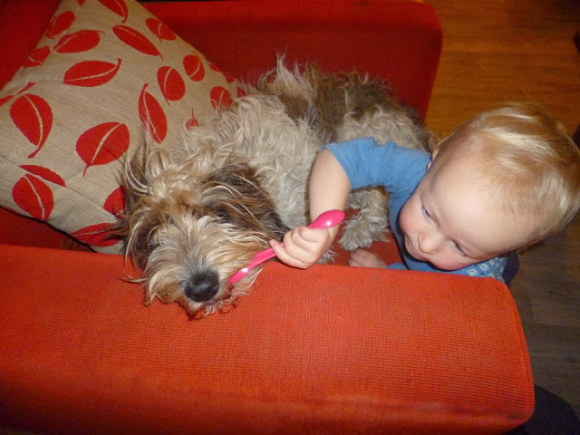 Jak vybrat psa vhodného k dětem?